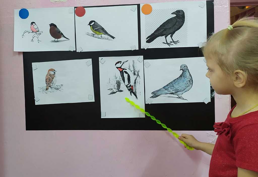 Свиристель (60 фото) - описание птицы, где обитает и чем питается