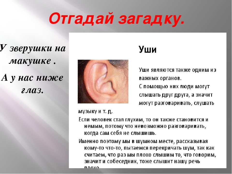 Правда ухо. Загадка про уши. Интересные сведения об органе слуха. Интересная информация о ухе.