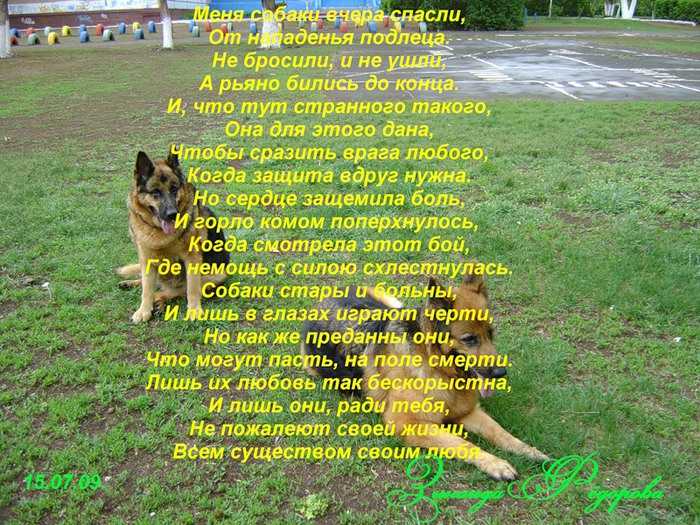 Сборник коротких стихов про собак и щенков | детские стихи