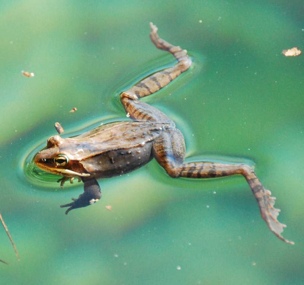 Приметы о лягушках: 20 интересных поверий и примет