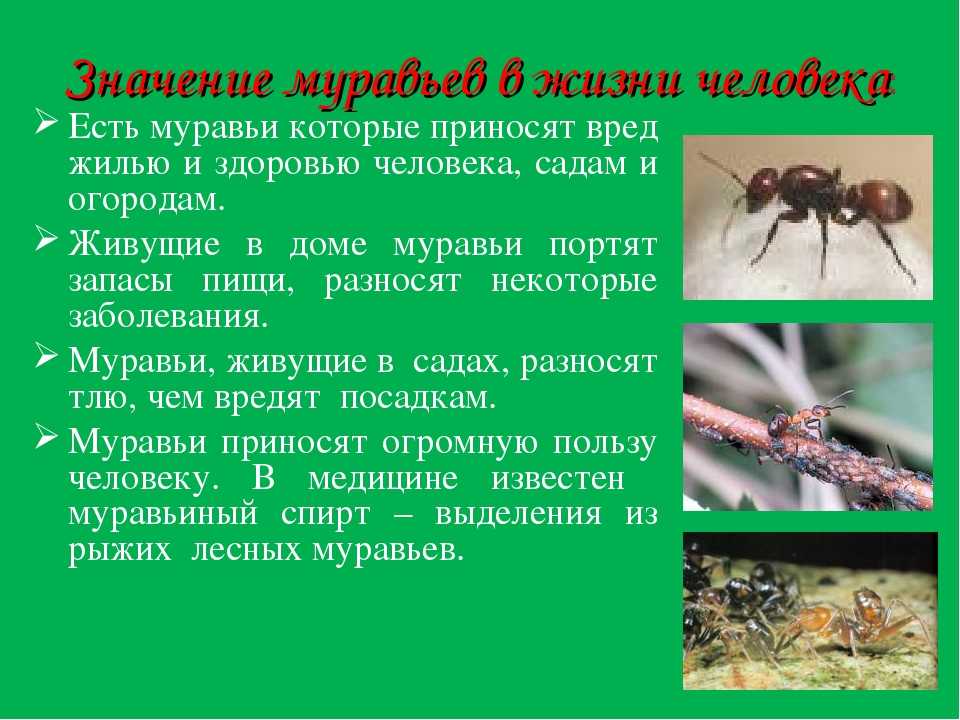 Интересные факты о муравьеде: загадка природы или ошибка эволюции