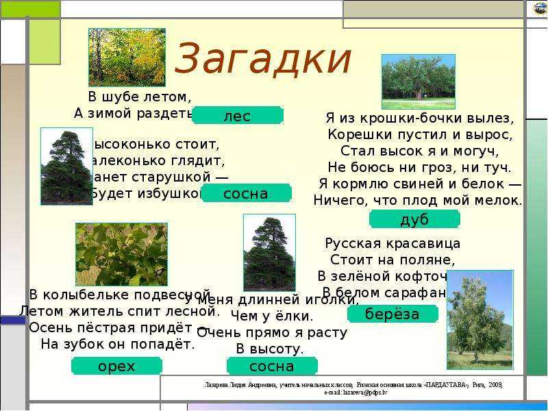 52 загадки про деревья: изучаем растения с детьми