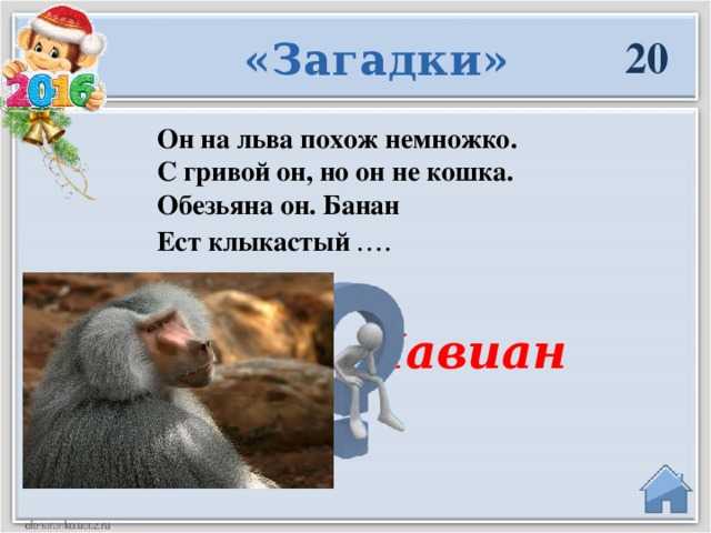 Детские загадки про обезьяну с ответами