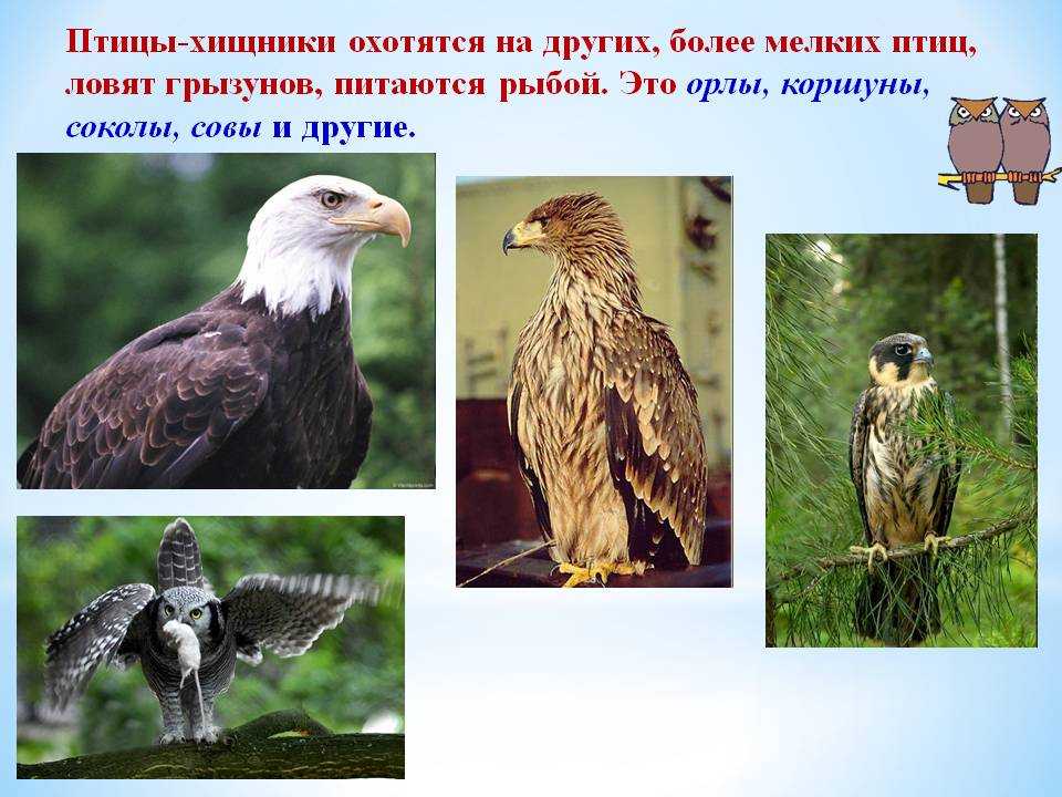 Хищные птицы. названия, описание, классификация и фото хищных птиц | животный мир