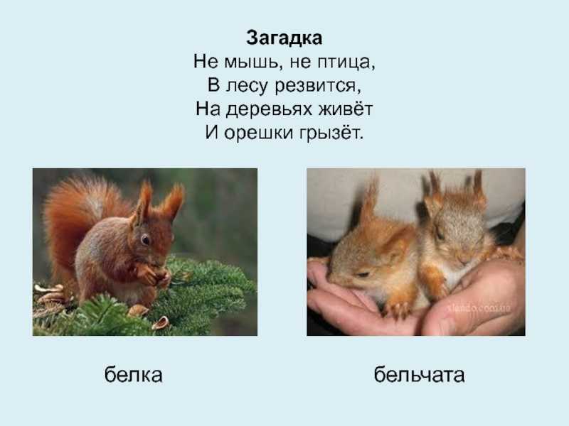 Загадки, пословицы и стихи про белку
