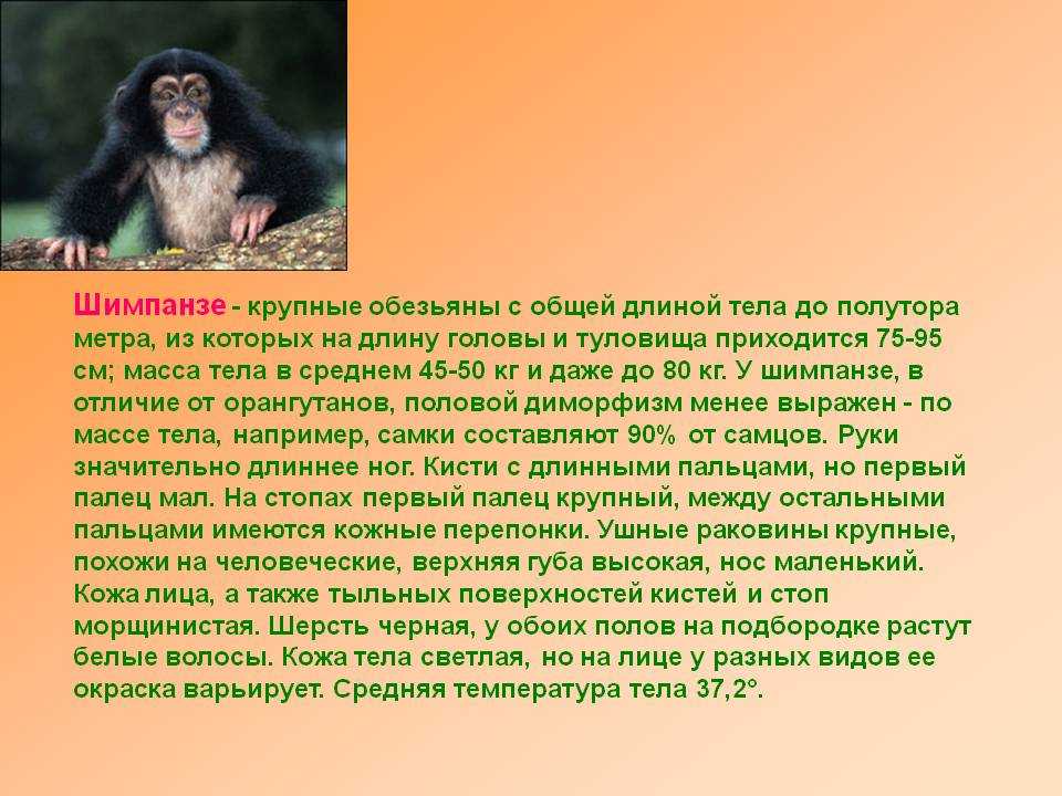 Читательский дневник по рассказу «про обезьянку» бориса житкова