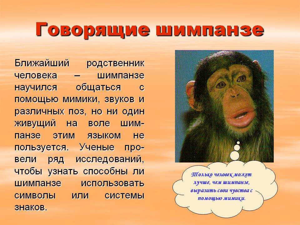 Пословицы и поговорки со словом   «  обезьяна  »