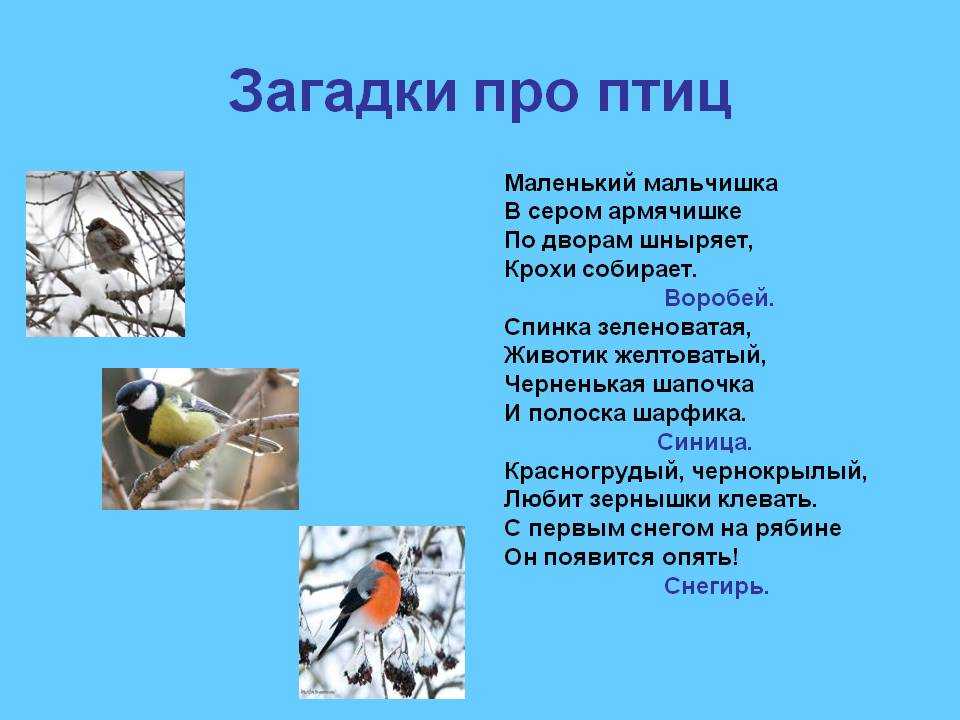 Загадки про птиц для детей 6-7 лет с ответами
