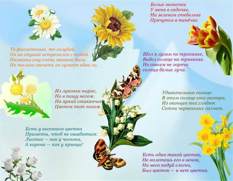 Стихи про аленький цветочек — подборка стихотворений
