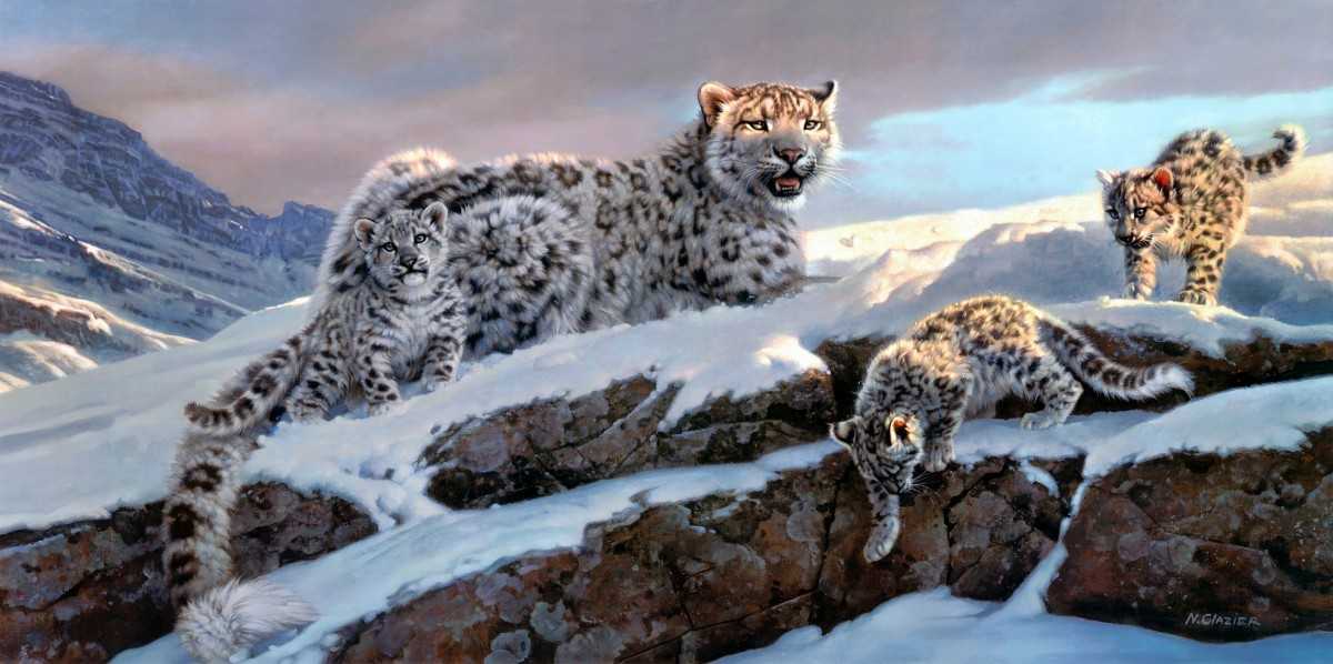 Хозяин гор — снежный леопард