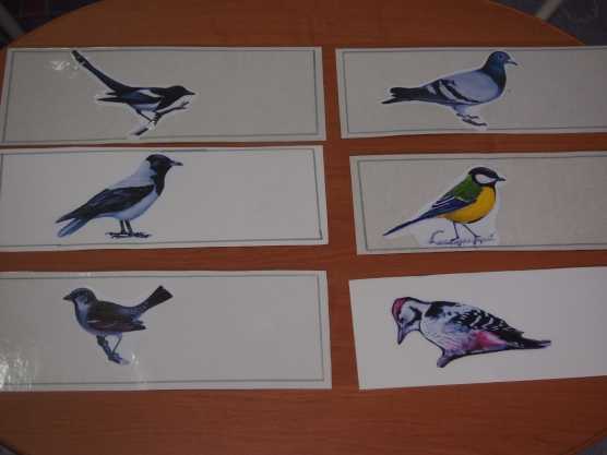 Свиристель - фото и описание птицы, голос и пение, как выглядит и где обитает
