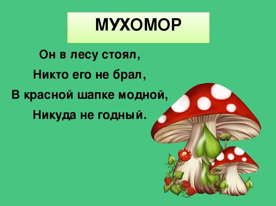 Стихи про грибы - подборка лучших детских стихотворений