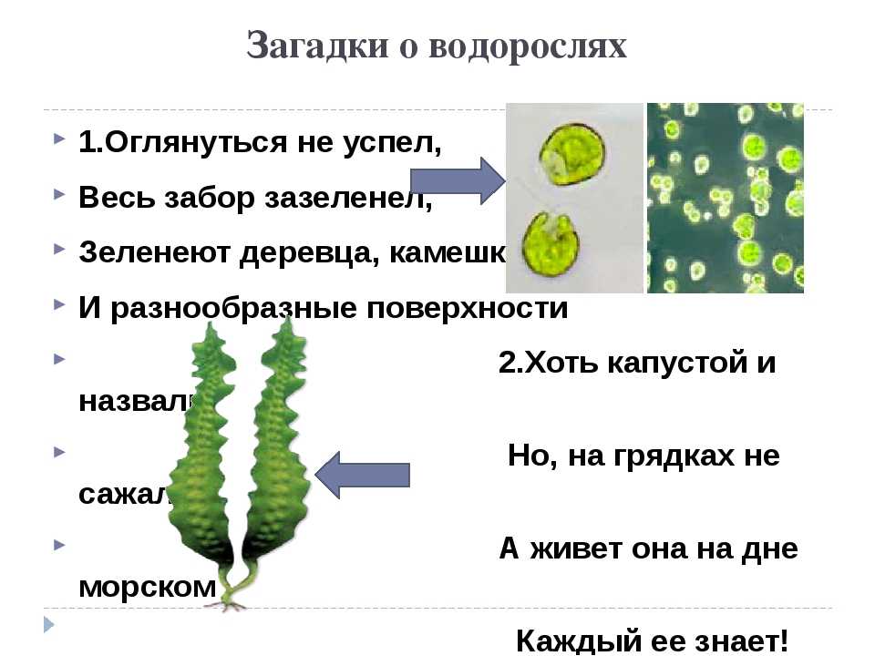 Факты о водорослях. Загадки на тему водоросли. Загадки про водоросли. Загадки про водоросли 5 класс. Загадки про водоросли с ответами.