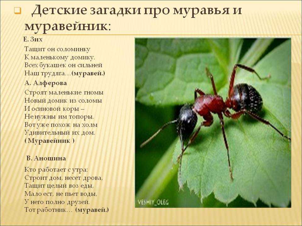Загадки про муравья и про муравейник для детей