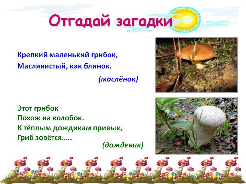 Детские загадки про грибы | картотека по развитию речи (старшая группа) на тему: