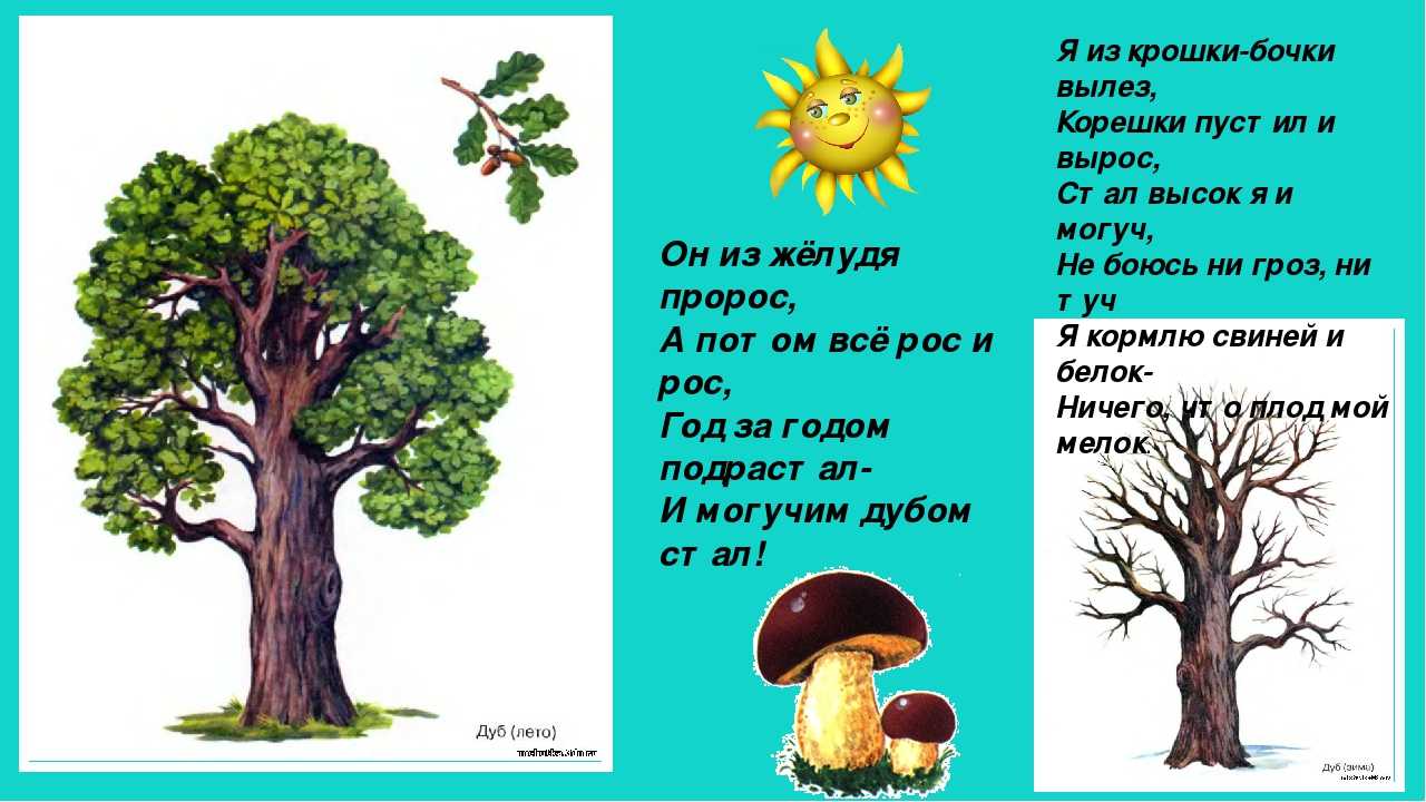 Дуб текст описание. Загадка про дуб для детей. Презентация деревья для дошкольников. Дерево для презентации. Дуб для дошкольников.