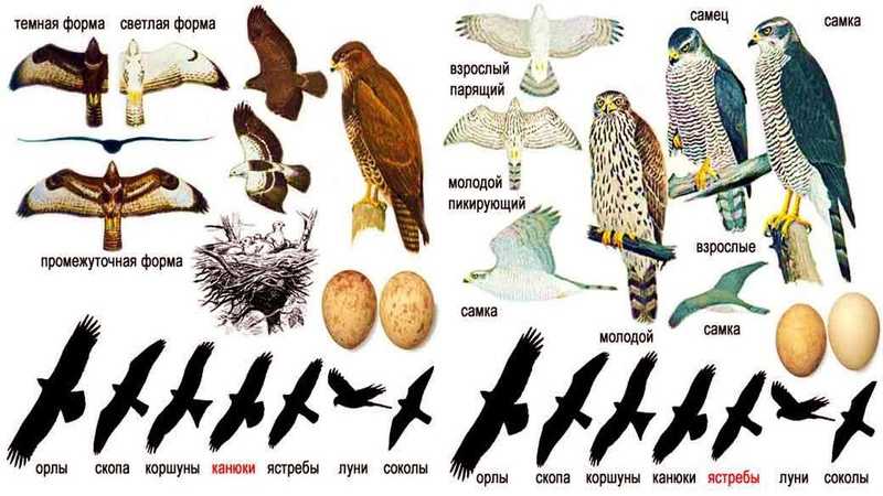 Сокол птица: [фото и описание] размер, гнездо и птенцы, где живет хищная птица сокол