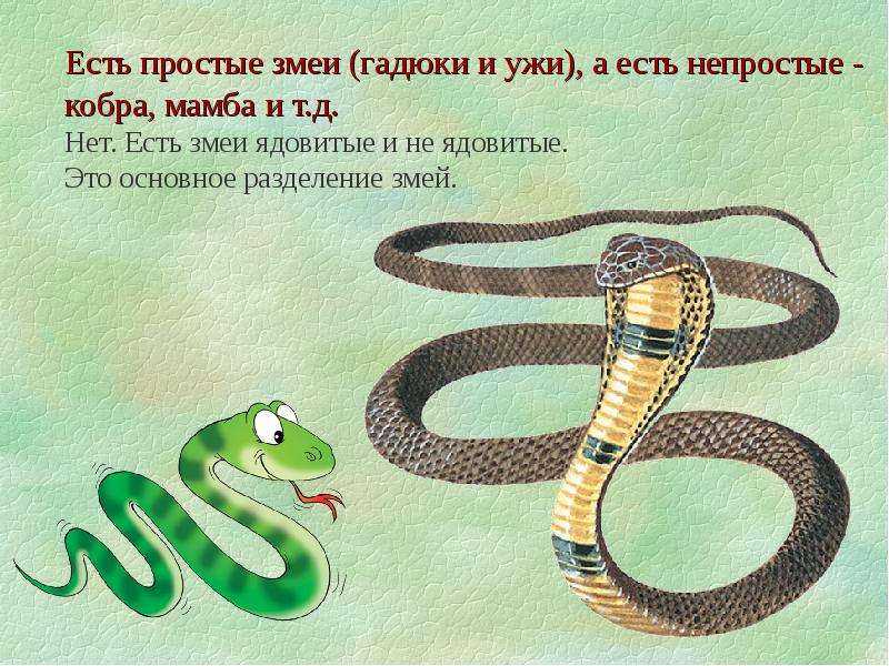 Загадки про змею для детей и обо всем, что с ней связано