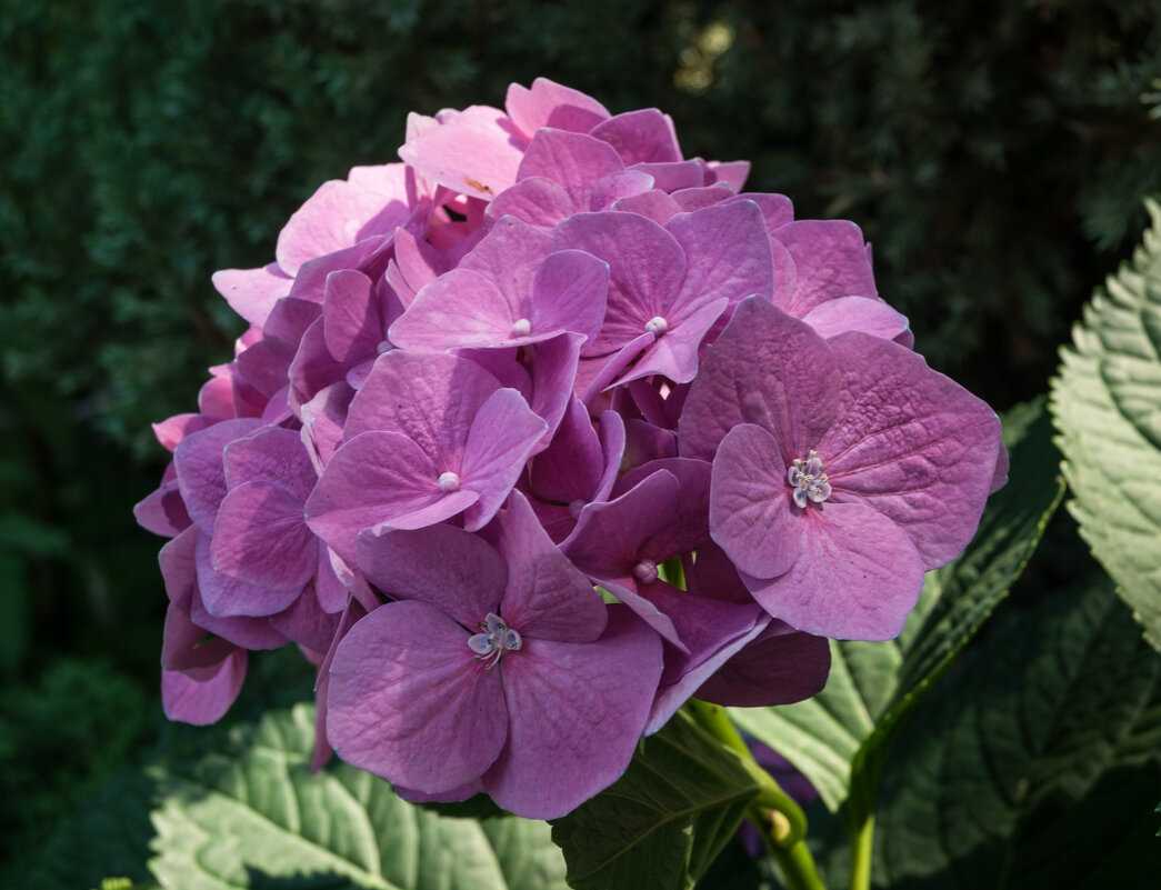 Любопытные факты о гортензии — «фиолетовом цветке-солнце»