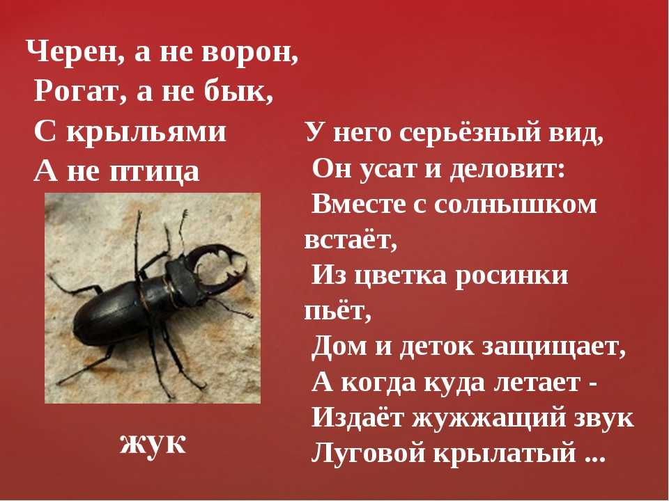 Загадки о насекомых для детей 6-7-8 лет с ответами