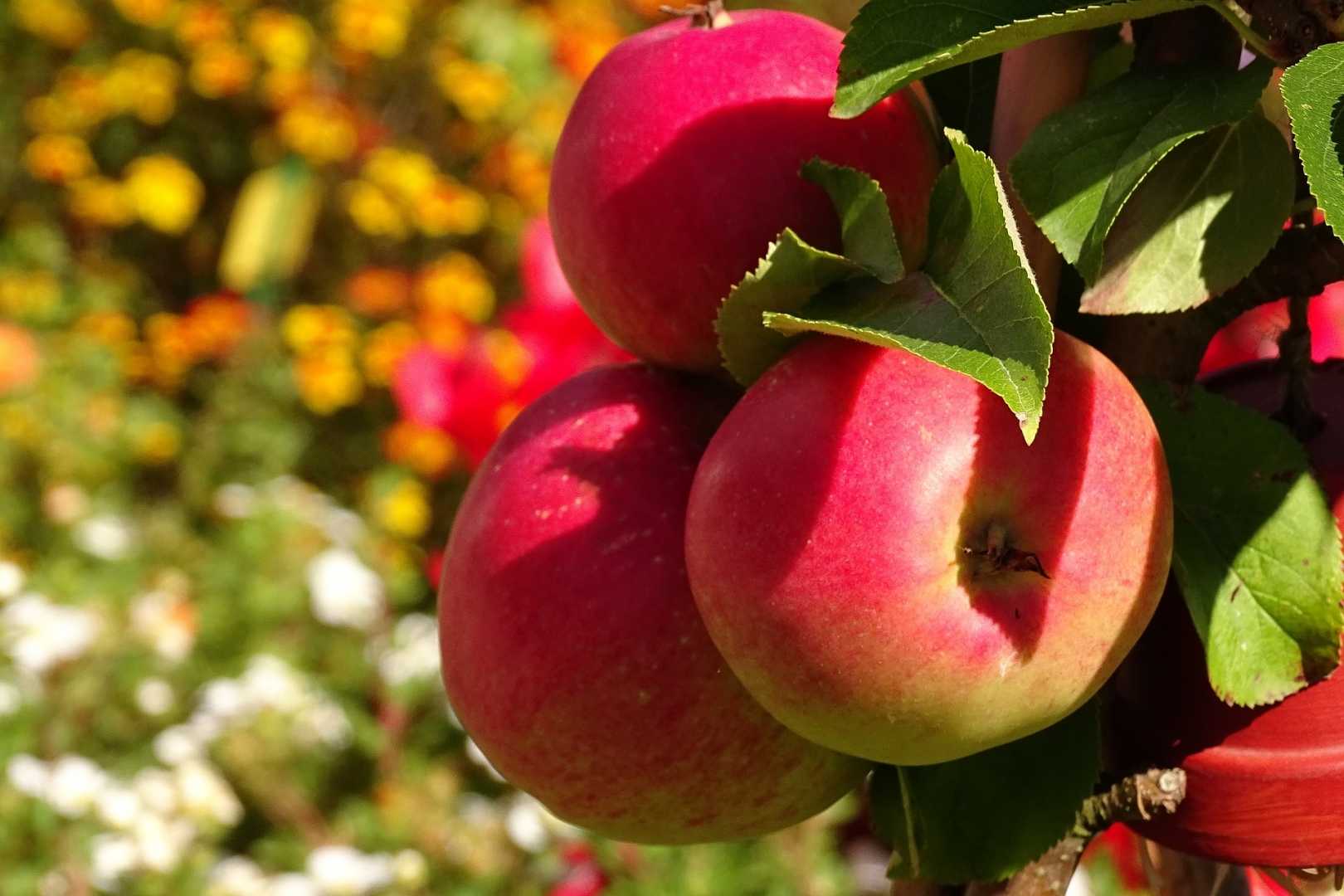 Сказка «яблоко» сутеева – читать онлайн или слушать аудио