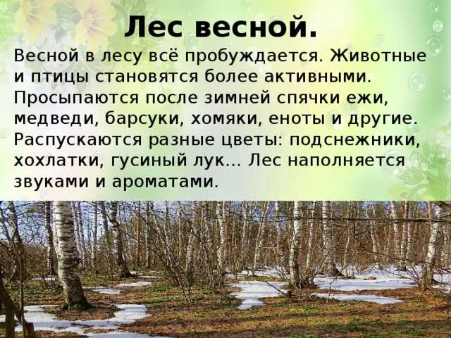 Текст про весну 2 класс русский. Весенний лес описание. Описание весны. Лес весной описание.