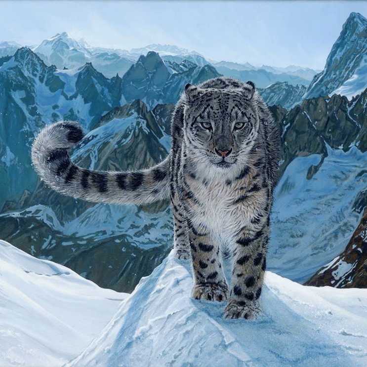 Снежный леопард: хозяин гор и символ справедливости