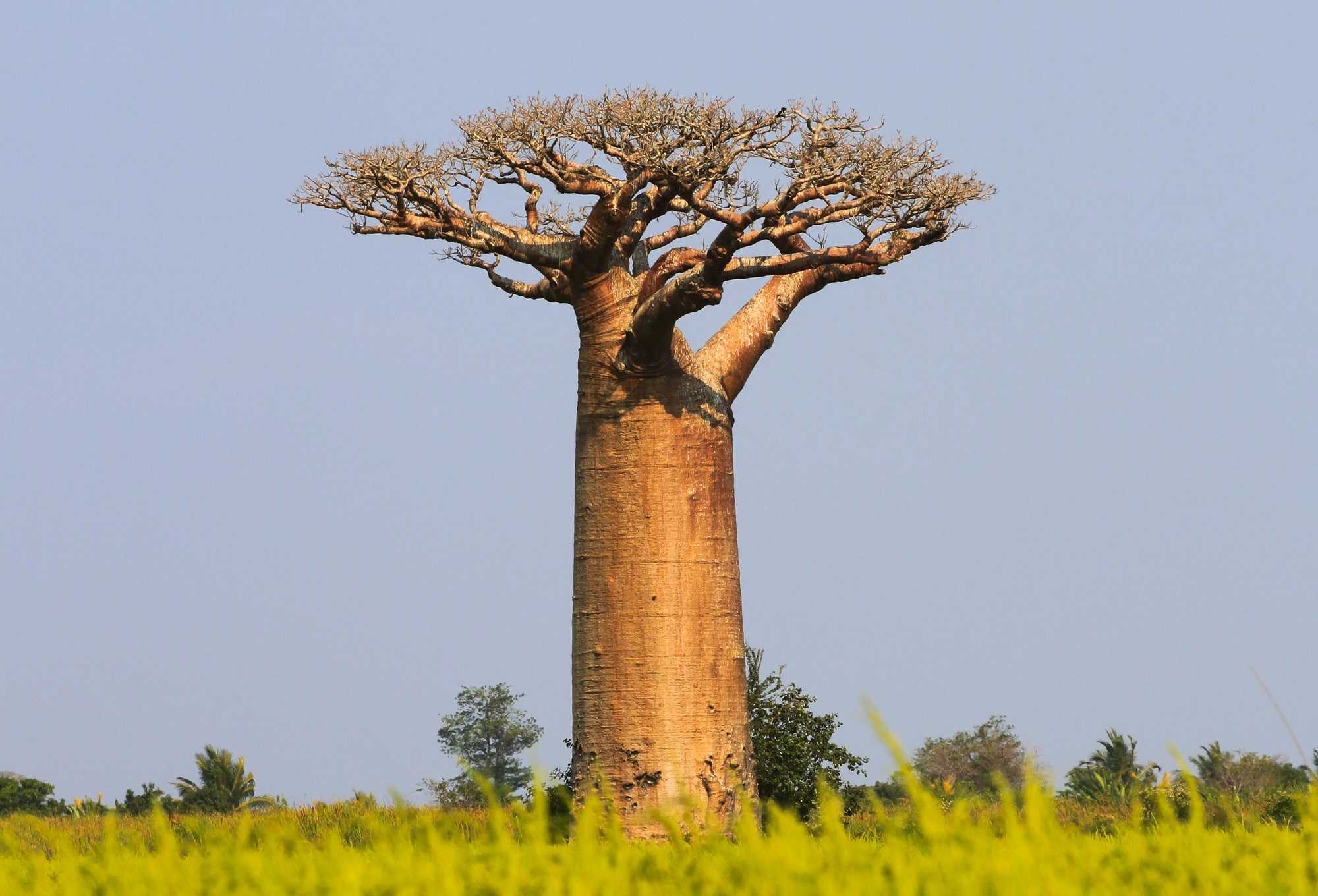 Баобаб дерево. описание, виды баобаба