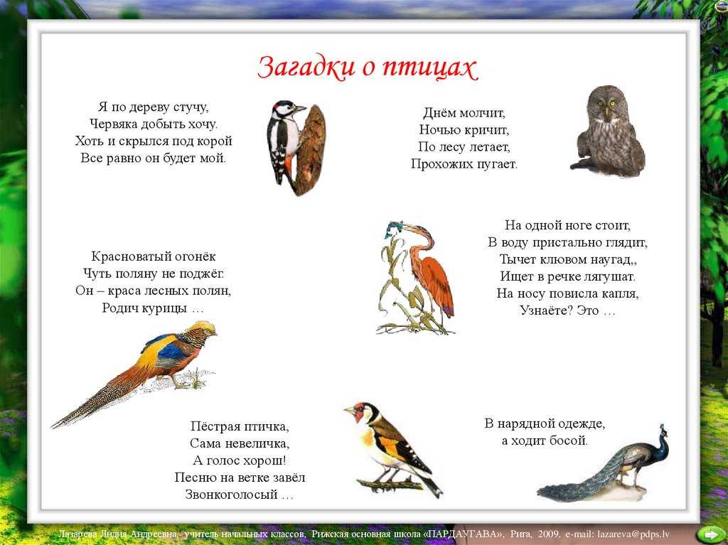 Загадки о птицах для детей с ответами