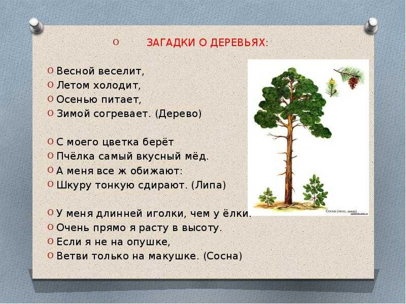 Загадки про деревья - подготовка к школе и развитие речи для детей мама7я
