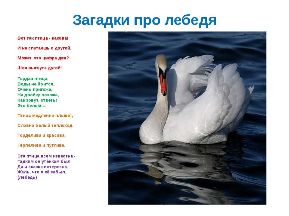 Гуси -лебеди — стихи, фото, осень