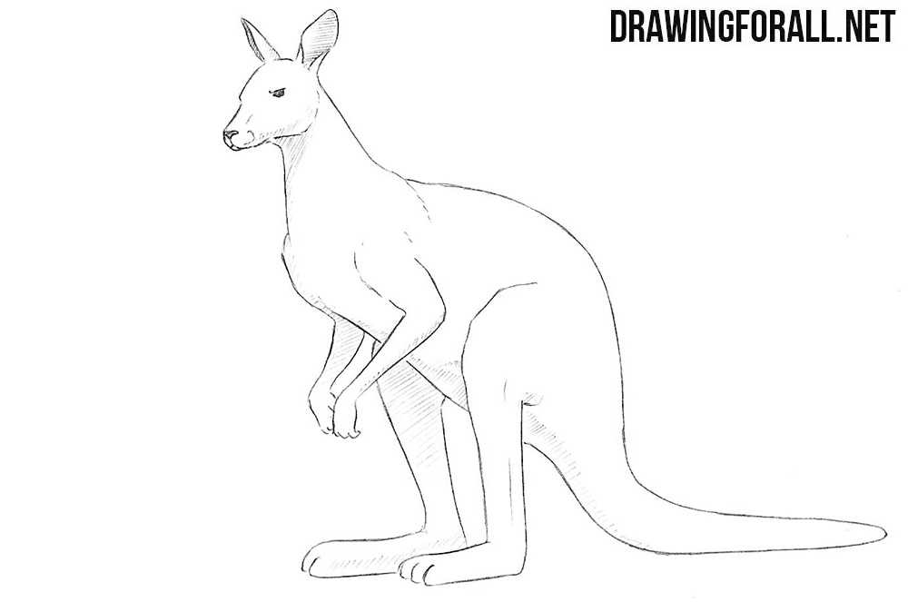 Как нарисовать кенгуру поэтапно для детей за 6 шагов