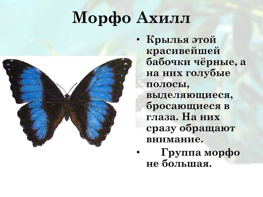Пословицы и поговорки о бабочках. цитаты и статусы про бабочек