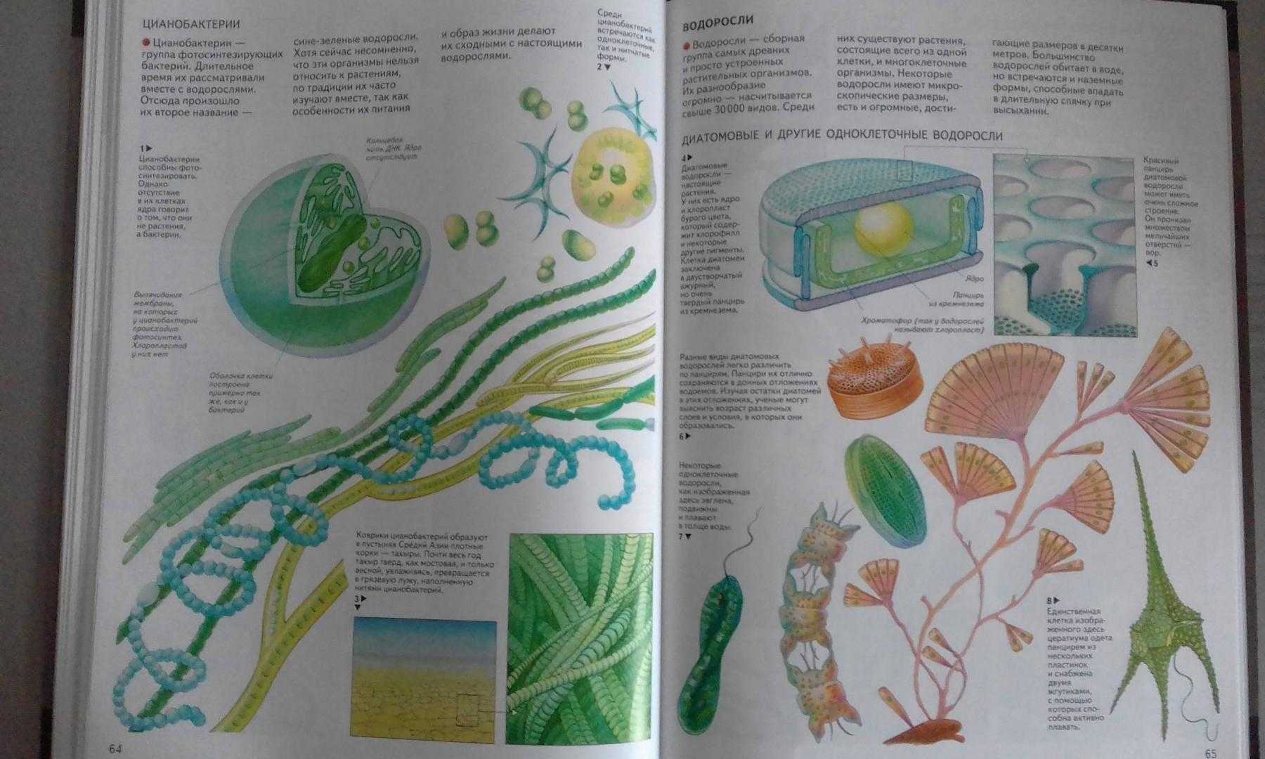 Стихи про биологию - короткие четверостишия про биологию для детей
