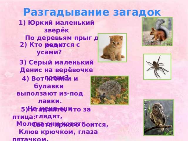 Загадки о насекомых с ответами – 100 лучших загадок – ladyvi.ru