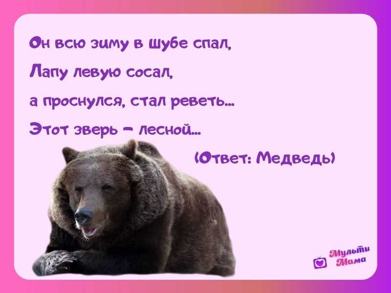 Загадки про медведя с ответами - я happy мама