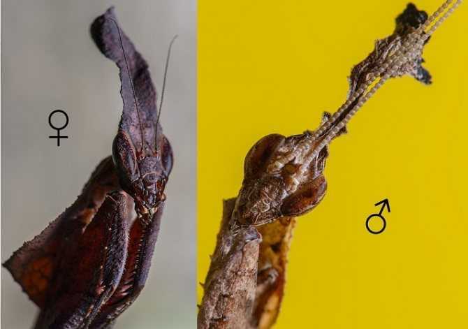 Интересные факты о насекомом богомоле: его привычки, внешний вид