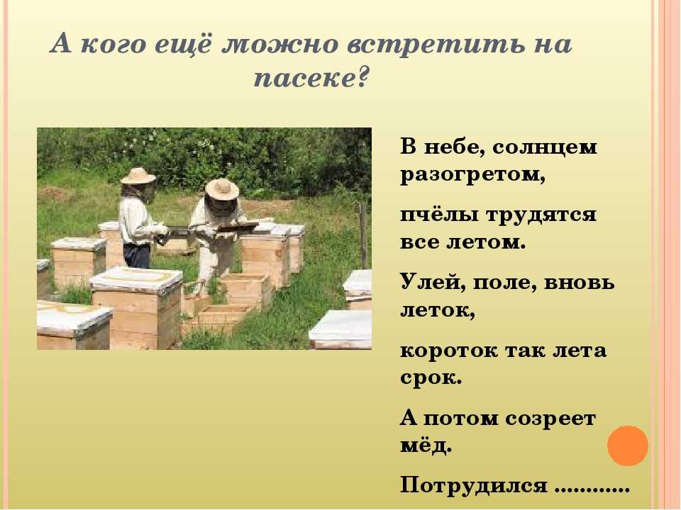 Загадки про пчелу, про улей и пасеку для детей