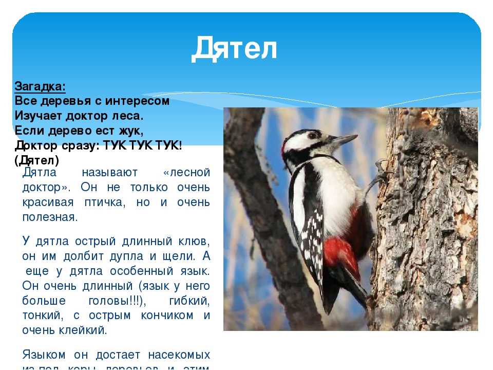 ᐉ сообщение о дятле для 2 класса - zooshop-76.ru