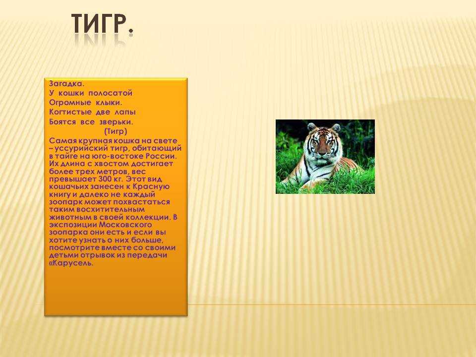 Викторина «жизнь амурского тигра» для детей старшего дошкольного возраста. воспитателям детских садов, школьным учителям и педагогам - маам.ру