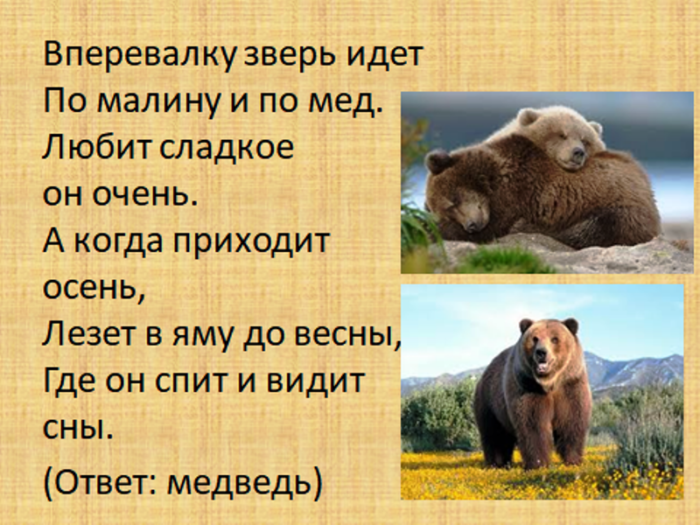 Сложные загадки про белых медведей. загадки про медведядля детей и взрослых