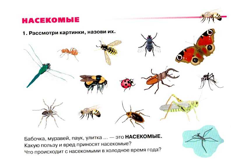 Загадки про насекомых для детей 4-5 лет с ответами