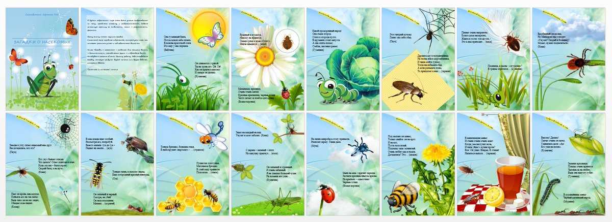 Загадки о насекомых с ответами