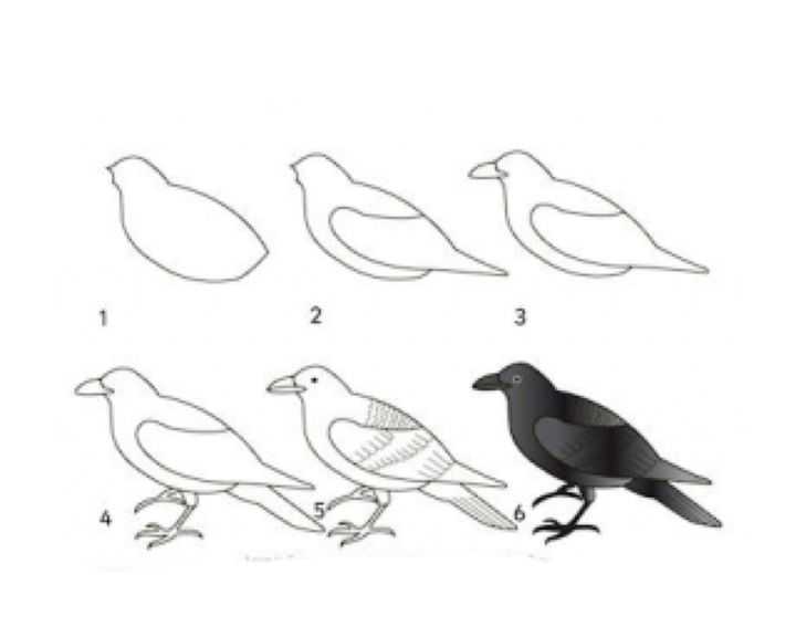 Как нарисовать птицу поэтапно карандашом (64 фото)