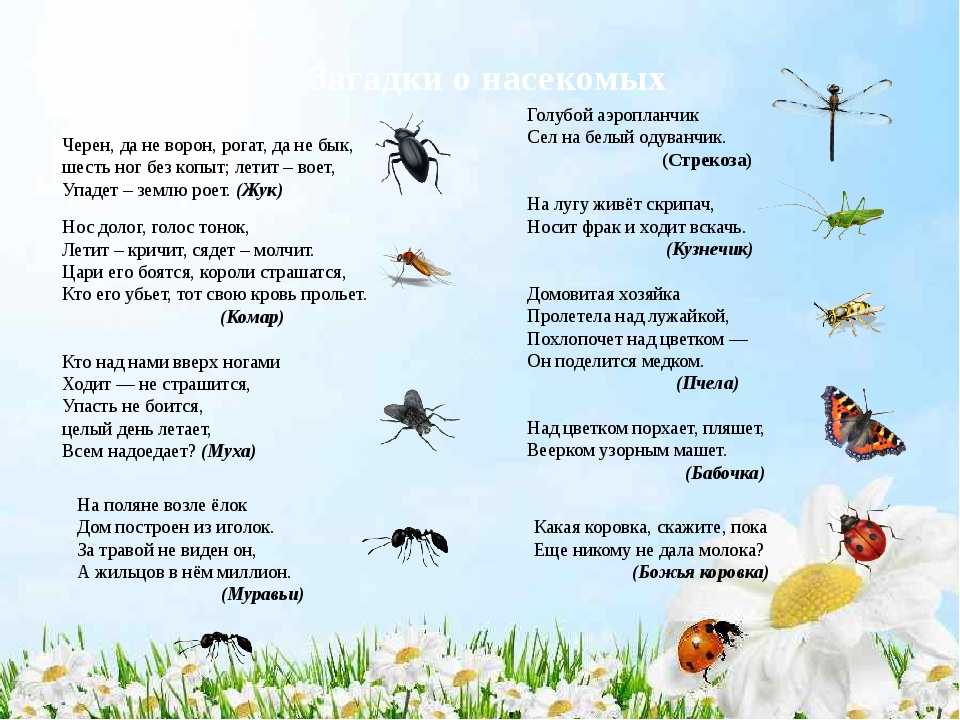 Загадки про насекомых с ответами для детей 6-7-8 лет