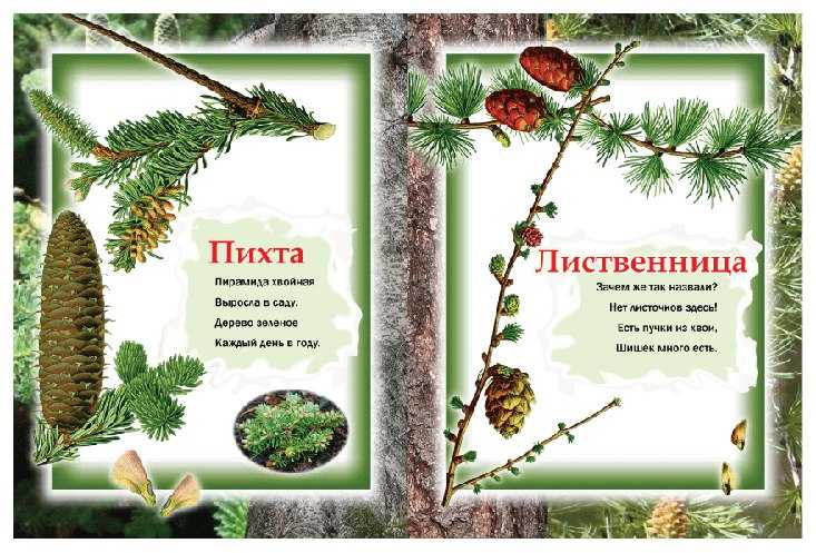 Стихи про деревья русских поэтов: красивые стихотворения для детей, школьников о деревьях - рустих