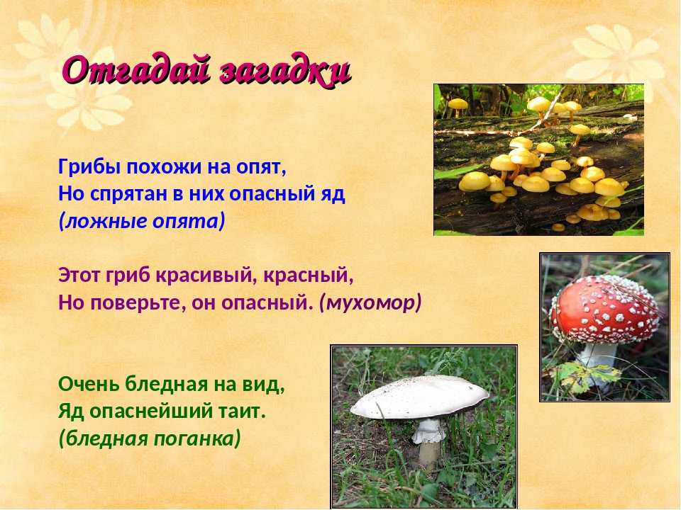 Загадки про грибы - подготовка к школе и развитие речи для детей мама7я