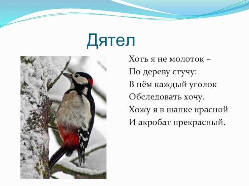 Птицы зимой. часть 2.