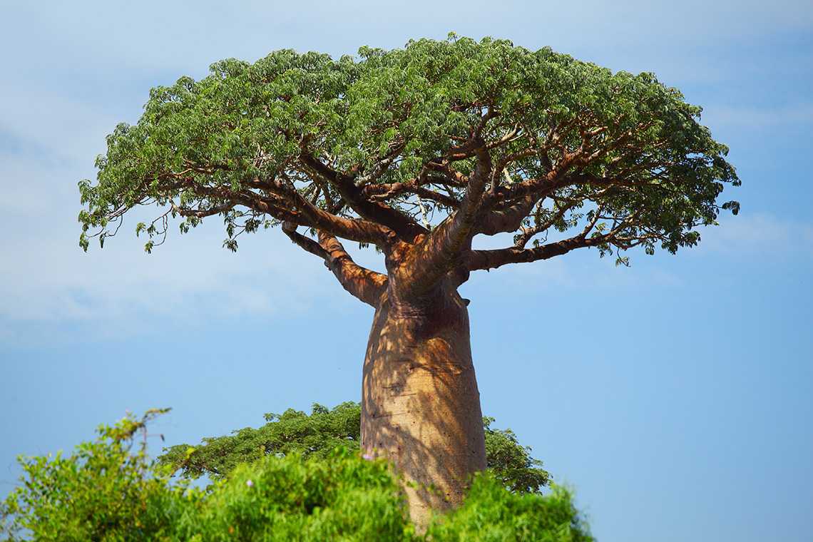 Баобаб — неприхотливое дерево-долгожитель. где растут баобабы?