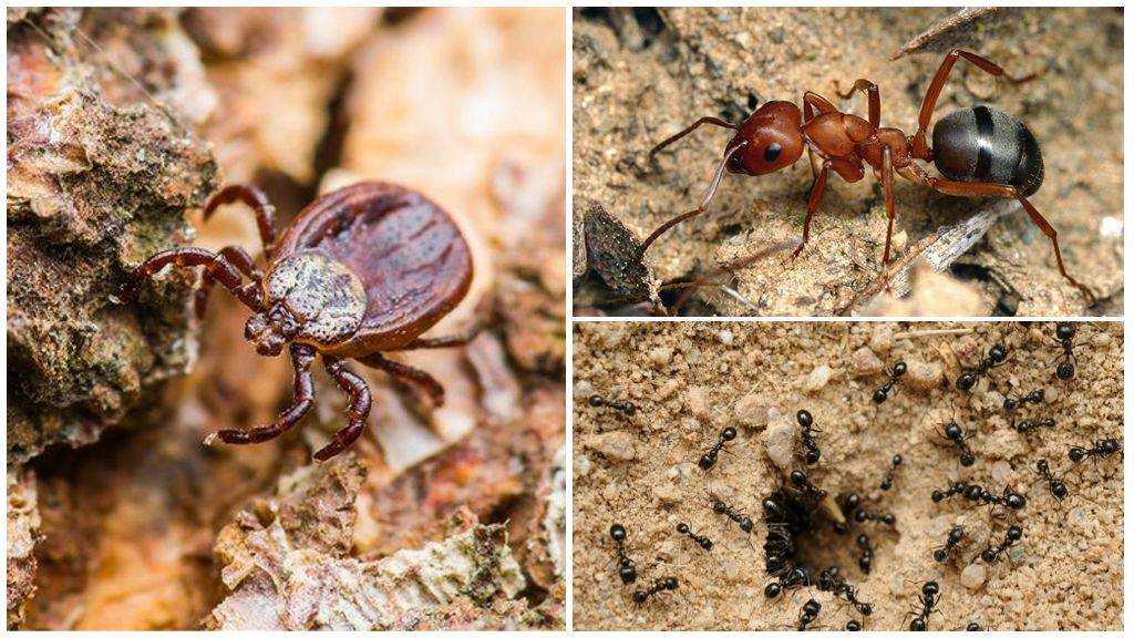 Интересные факты о муравьедах